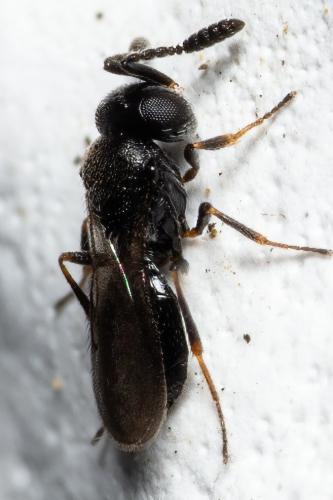 Réf. 298 017 : Trimorus sp.